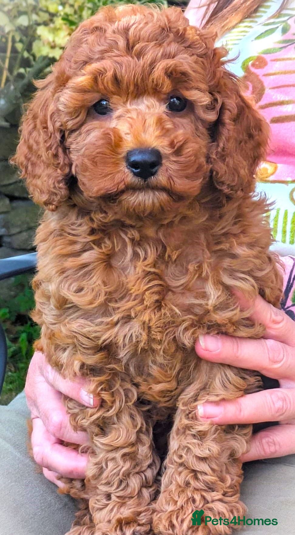Cavapoo dogs The Best Quality Puppy, fully DNA tested Parents - Advert 1
