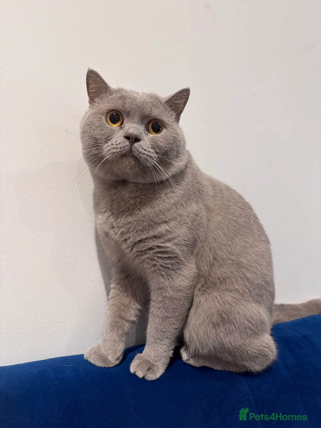 British Shorthair cats for sale: 2 BSH cat for sale - Advert 3
