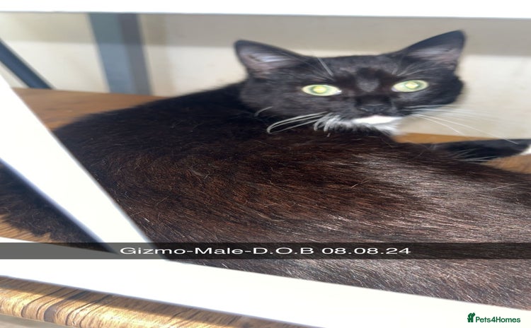 Mixed Breed cats - Advert 10