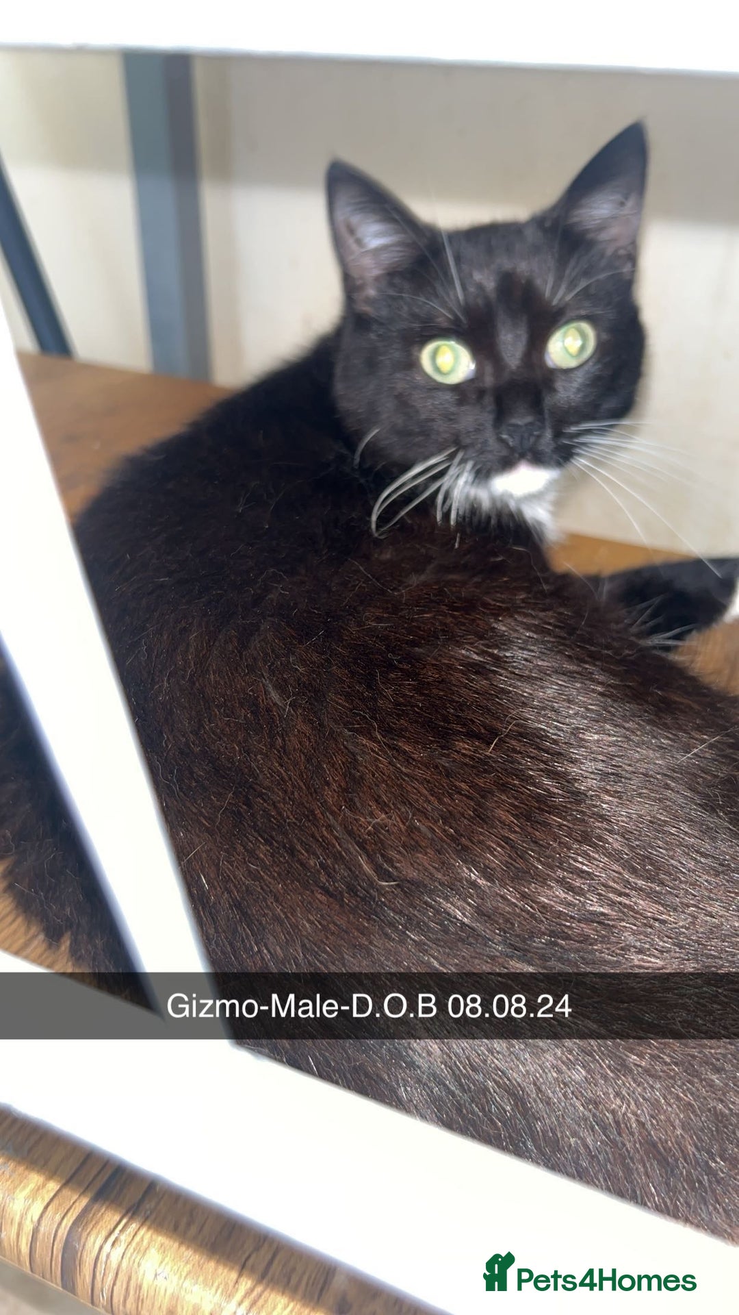 Mixed Breed cats for sale: 2 beautiful mixed breed cats - Image 1