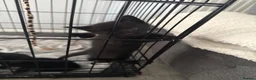 Domestic Shorthair cats for sale: Kittens in Lincoln - Advert 5