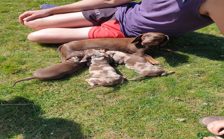 Miniature Dachshund dogs - Advert 1