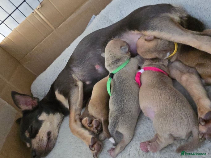 Gallery Image {{count}}