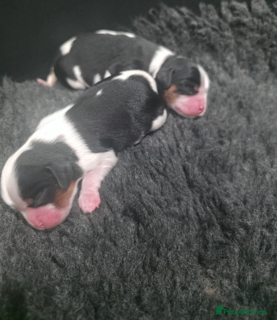 Cavalier King Charles Spaniel dogs for sale: KC Cavalier King Charles puppies - Advert 12