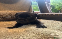 Staffordshire Bull Terrier dogs for sale: High Quality Blue & Black Staffy Puppies - Image 11