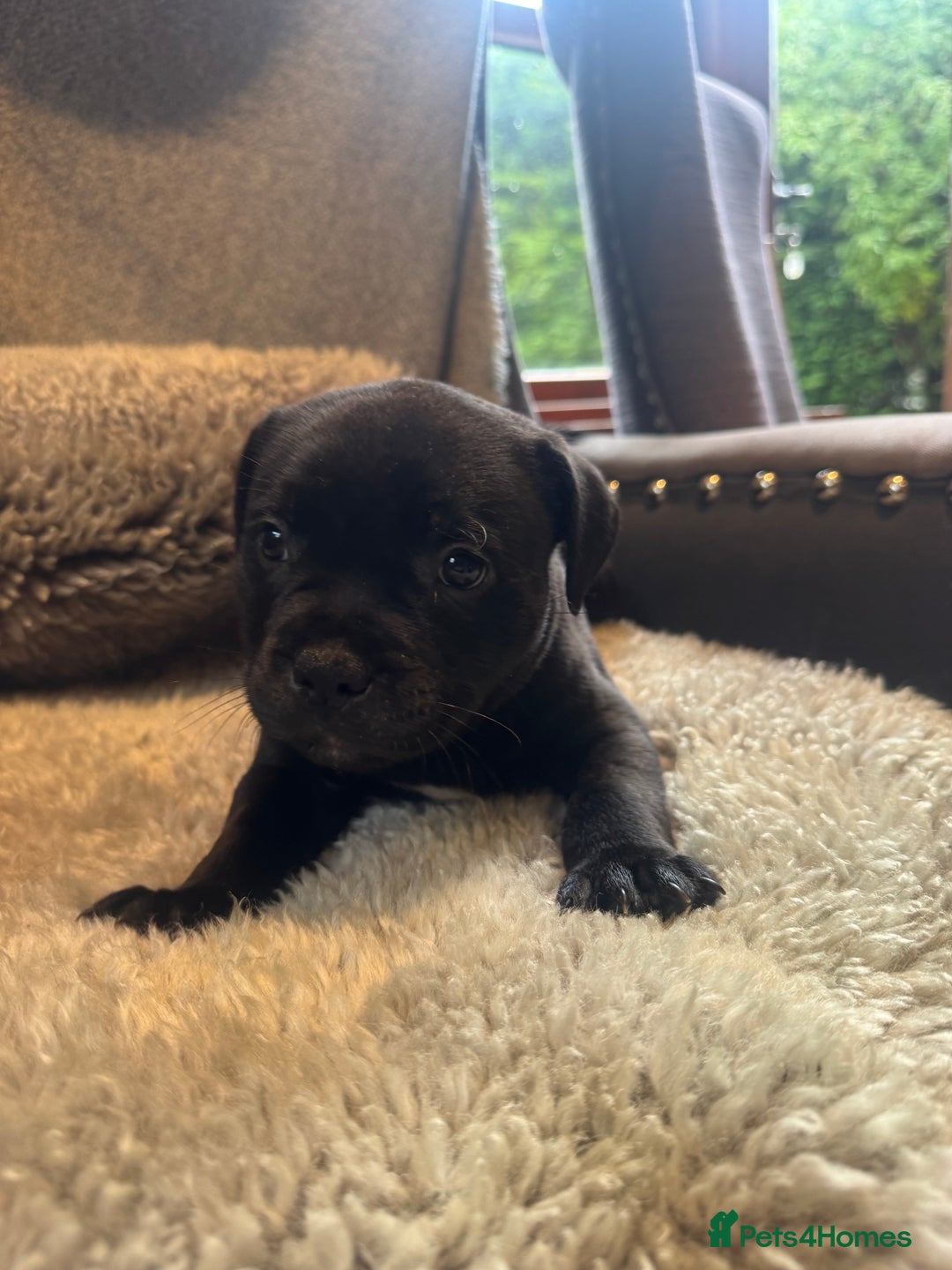 Staffordshire Bull Terrier dogs for sale: High Quality Blue & Black Staffy Puppies - Image 11
