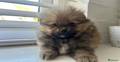 Pomeranian dogs - Advert 6