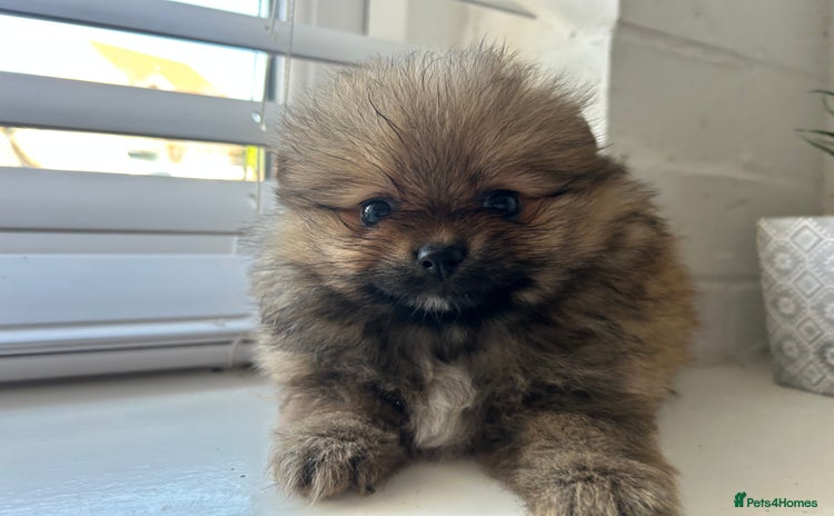 Pomeranian dogs - Advert 1