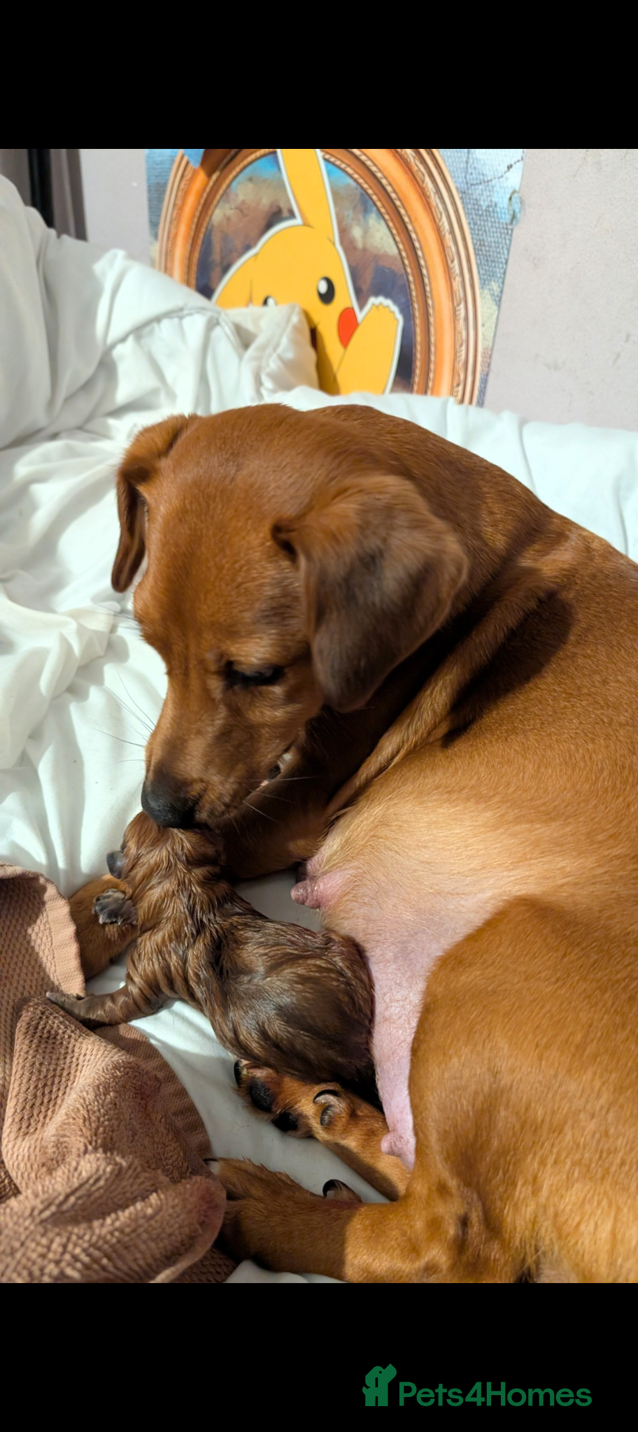 Mixed Breed dogs Gorgeous family puppies to go to a loving home! 💜 - Advert 3