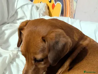 Mixed Breed dogs Gorgeous family puppies to go to a loving home! 💜 - Advert 15