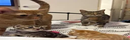 Mixed Breed cats for sale: Adorable Tabby Kittens - Ready to leave 15/08 in Buntingford - Advert 6