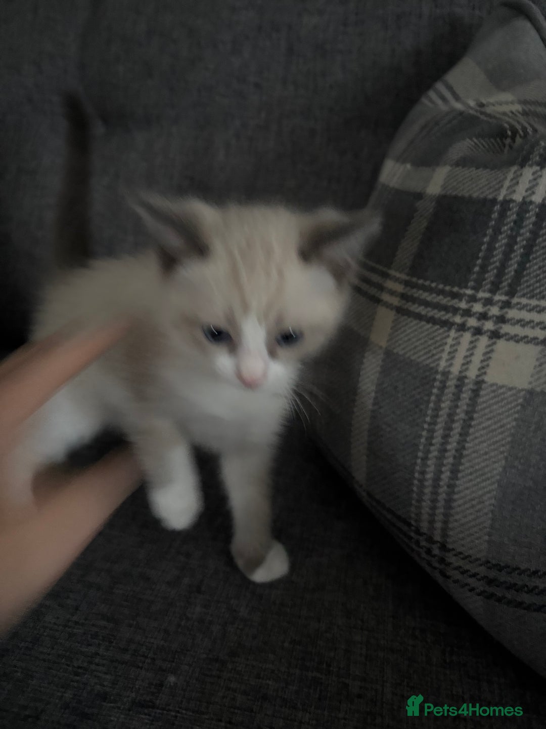 Ragdoll cats for sale: Part bred ragdolls  - Image 6