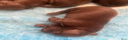 Cocker Spaniel dogs for sale: Extensively health tested working cocker spaniels  - Advert 4