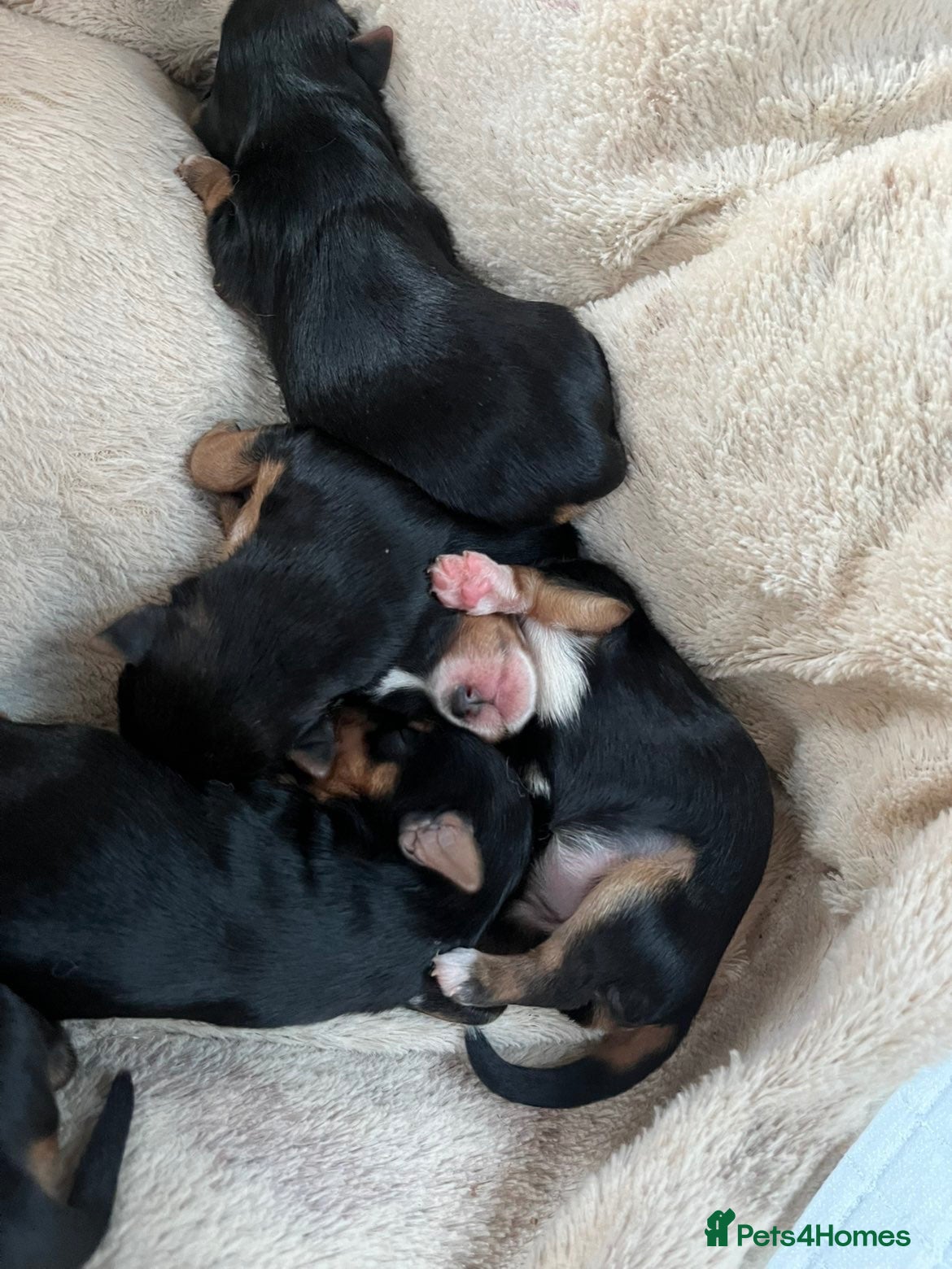 Yorkshire Terrier dogs Beautiful yorkies for sale - Advert 11
