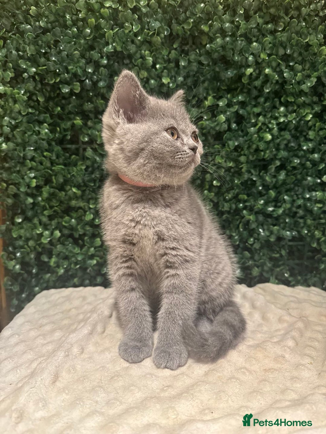 British Shorthair cats for sale: 💕British Shorthair Blue Kittens💕 - Image 11
