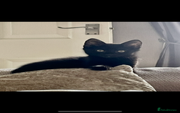 Domestic Shorthair cats for sale: Four fluffy kittens  - Image 8