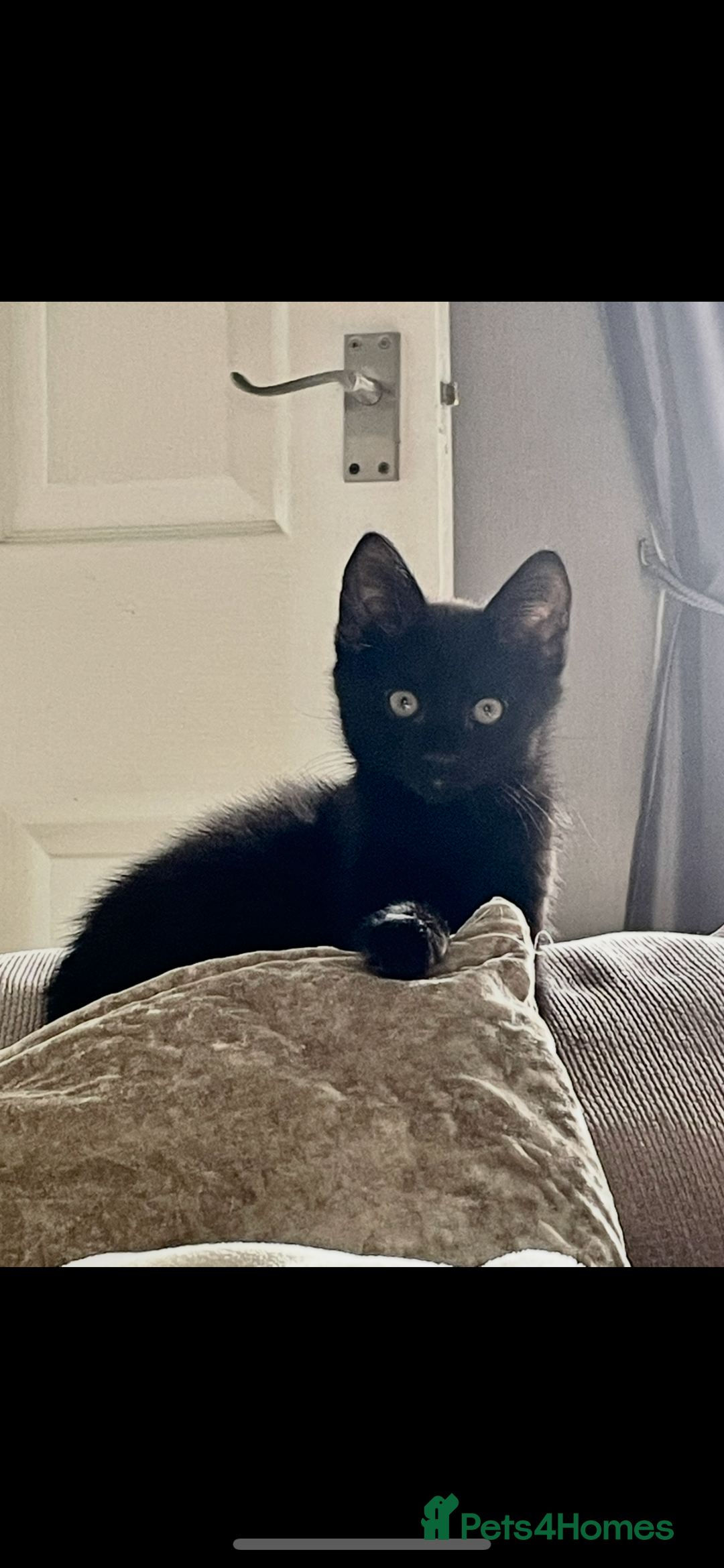 Domestic Shorthair cats for sale: Four fluffy kittens  - Image 8