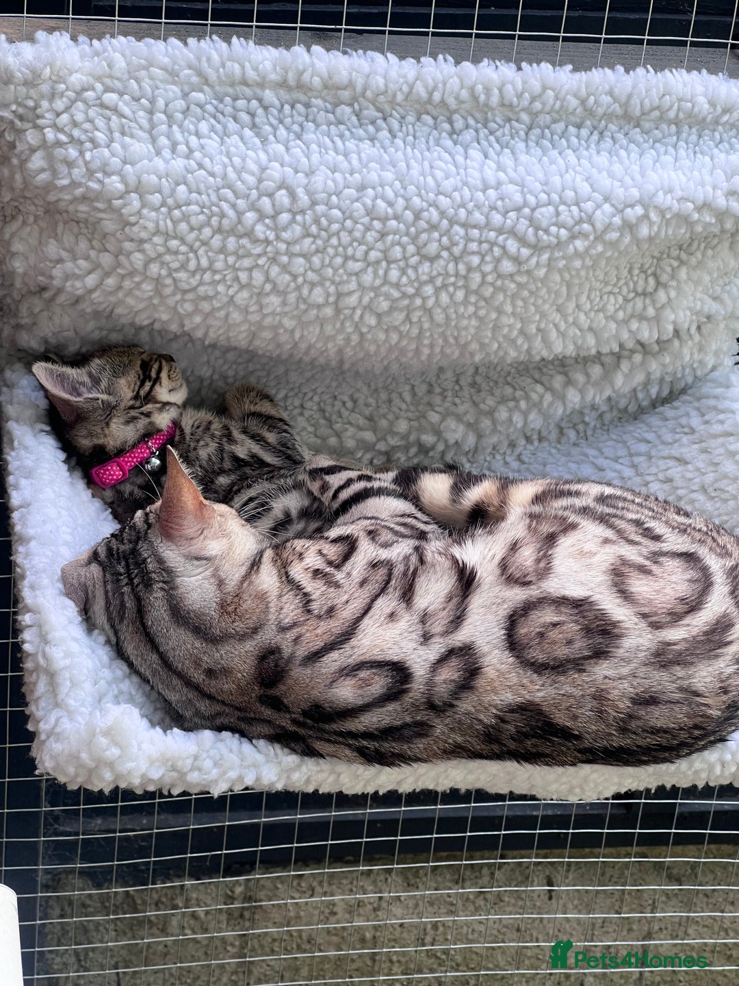 Bengal cats for sale: Beautiful Bengal kittens  - Advert 14
