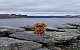 Cockapoo dogs for sale: Cockapoo puppies for sale - Image 20