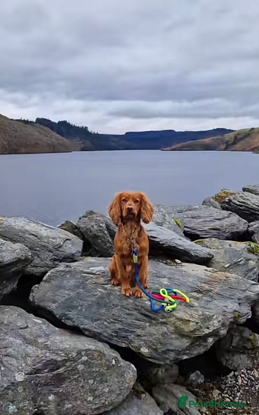 Cockapoo dogs for sale: Cockapoo puppies for sale - Image 20