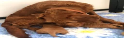 Labradoodle dogs for sale: keiras red fox miniature labradoodles  - Advert 16