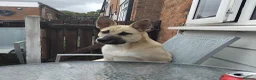 Mixed Breed dogs for sale: Male mixed breed  - Advert 2