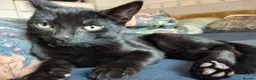 Mixed Breed cats for sale: 3 kittens looking for home in Bradford - Advert 12