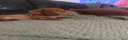 Miniature Dachshund dogs for sale: Beautiful Minature Dachsund's for sale - Advert 32
