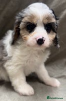 Cavapoo dogs - Advert 4