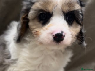 Cavapoo dogs - Advert 15