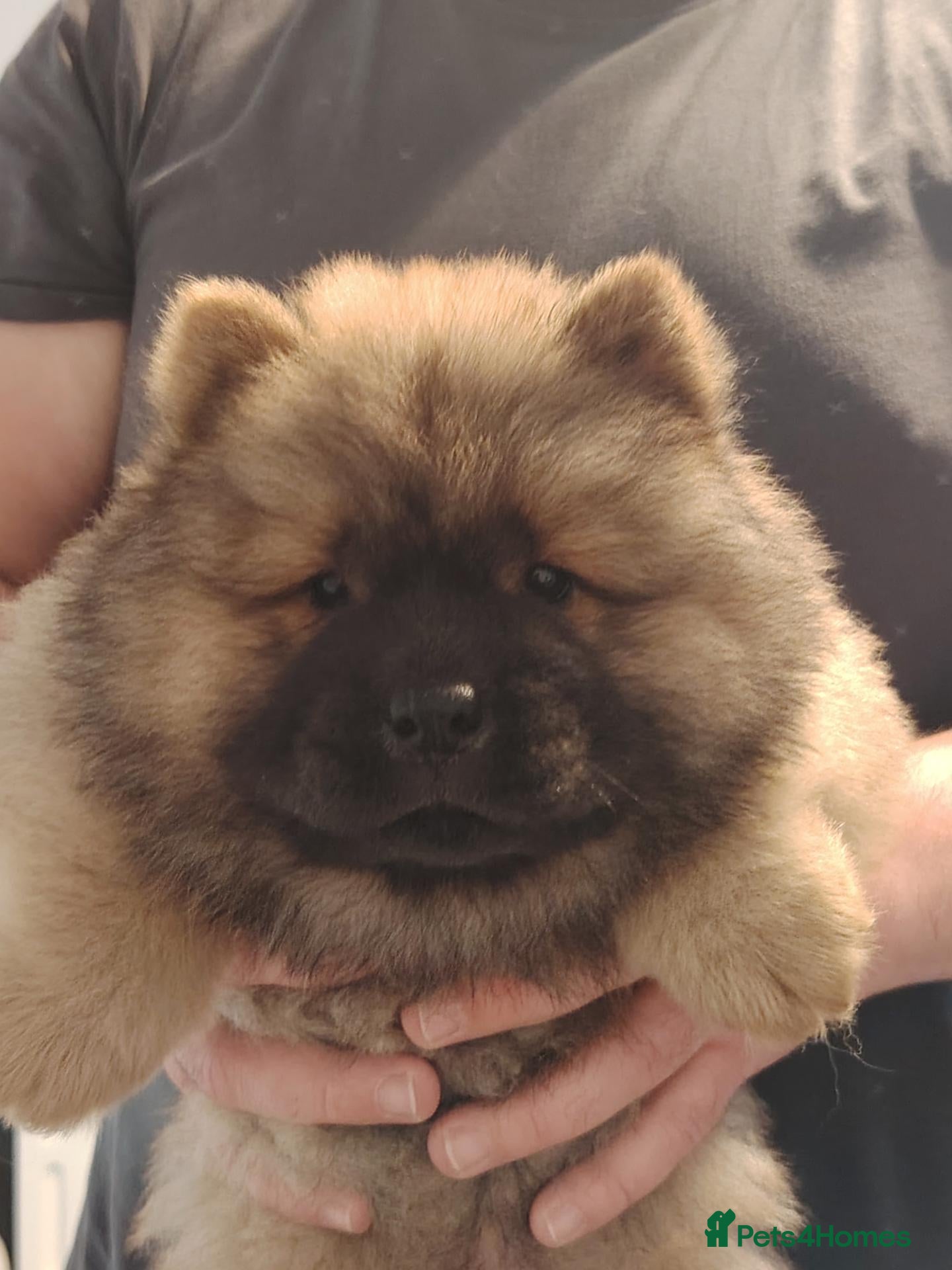Chow Chow dogs  Beautiful Chow Chow Puppies – KC Registered 🐻 - Advert 8