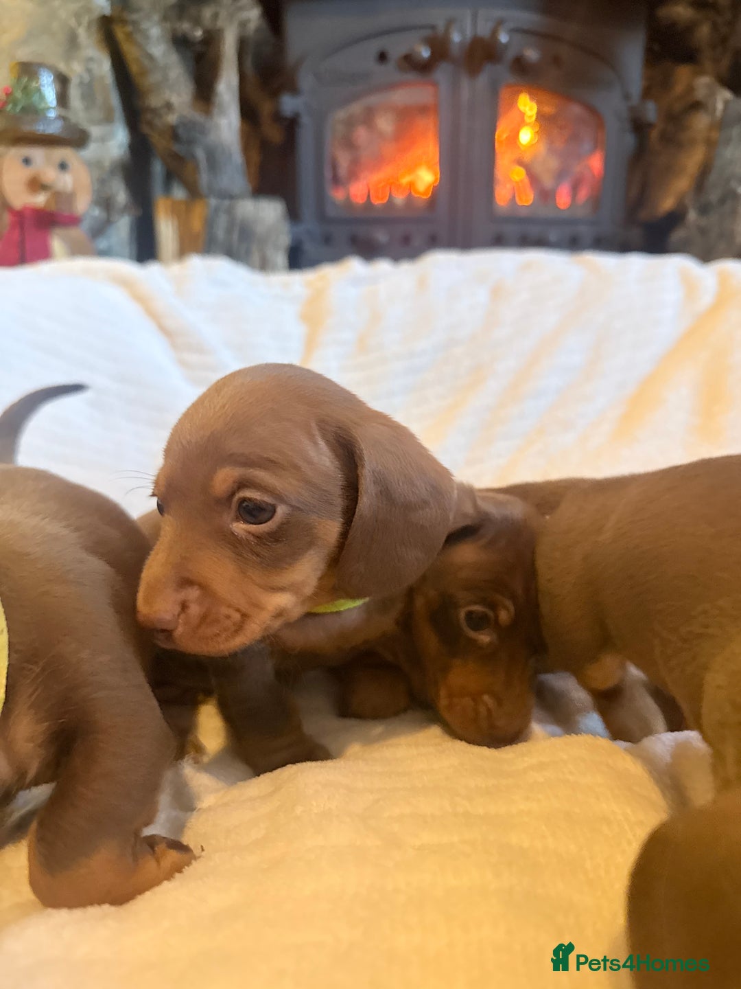 Miniature Dachshund dogs for sale: Gorgeous Chocolate & tan Miniature Dachshunds - Advert 28