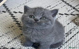British Shorthair cats for sale: Adorable British Shorthair Teddy Bear Kittens - Image 7