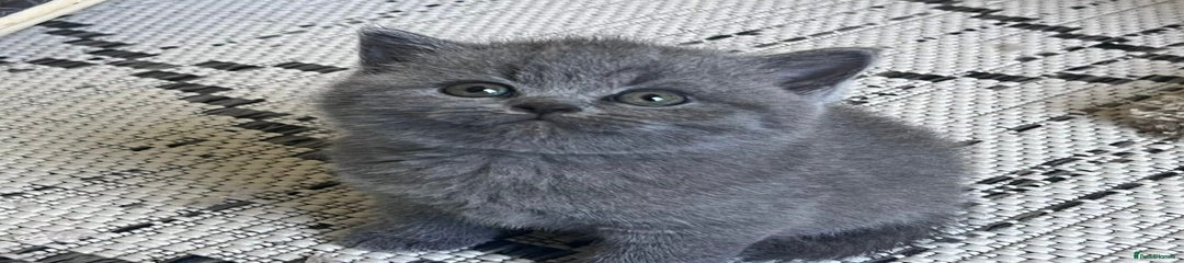 British Shorthair Kitten 5