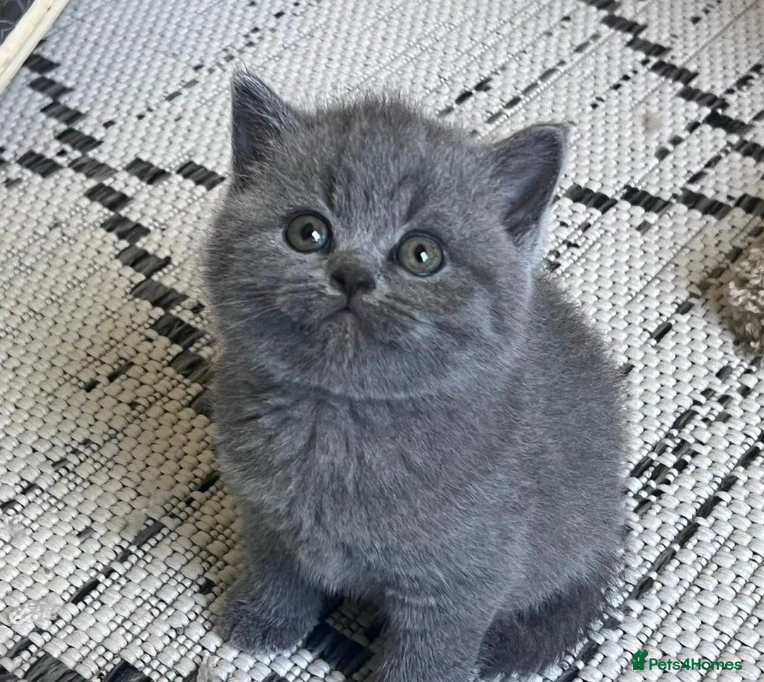 British Shorthair cats for sale: Adorable British Shorthair Teddy Bear Kittens - Image 7