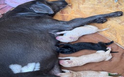 Australian Labradoodle dogs for sale: Stunning Multigen Mini Australian Labradoodle mix. - Image 24