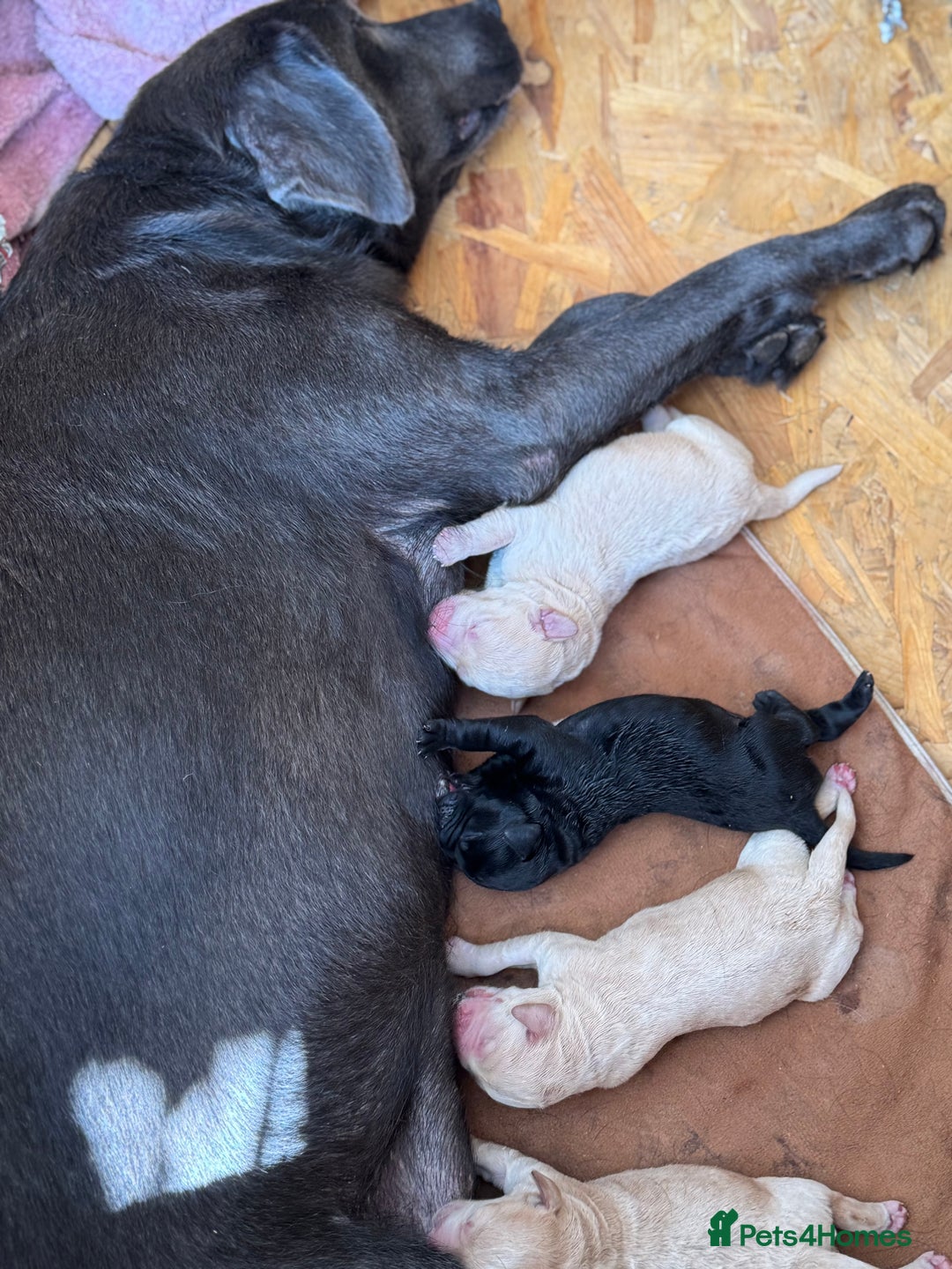 Australian Labradoodle dogs for sale: Stunning Multigen Mini Australian Labradoodle mix. - Image 24