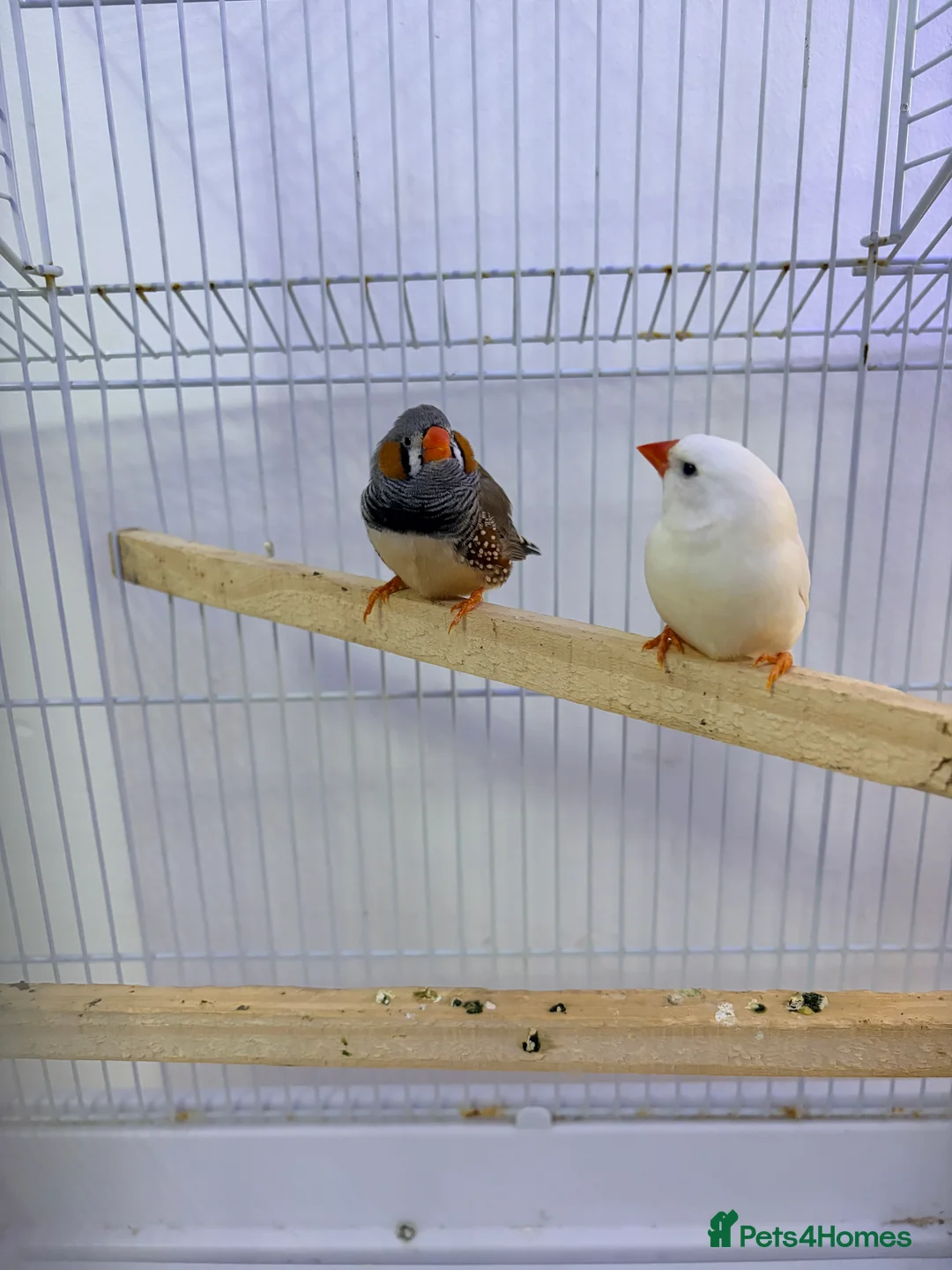 Finches birds for sale: Pair of bonded zebra finches and cage  - Advert 2