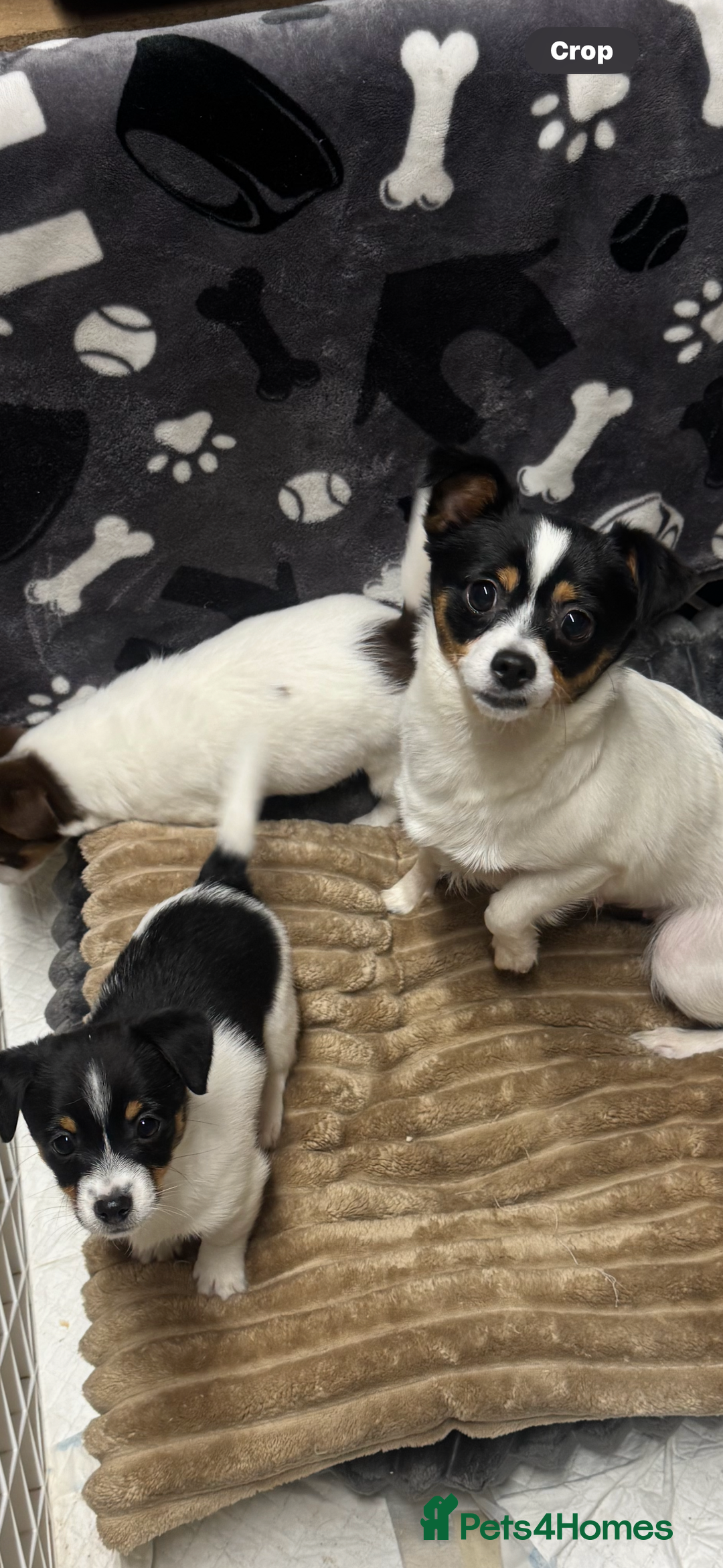 Jack Russell dogs for sale: Jack Russell puppies - Advert 1