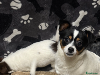 Jack Russell dogs Jack Russell puppies - Advert 2