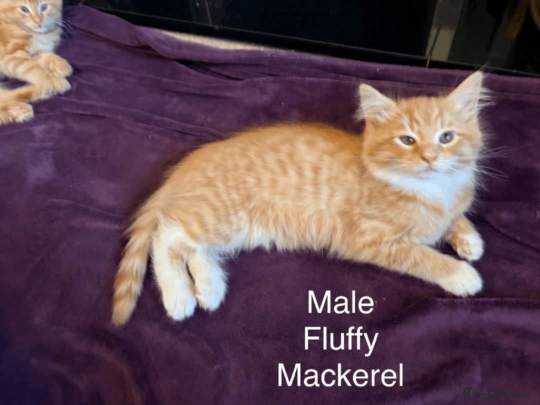 Mixed Breed cats for sale: Seven gingers, bundles of joy! - Advert 9