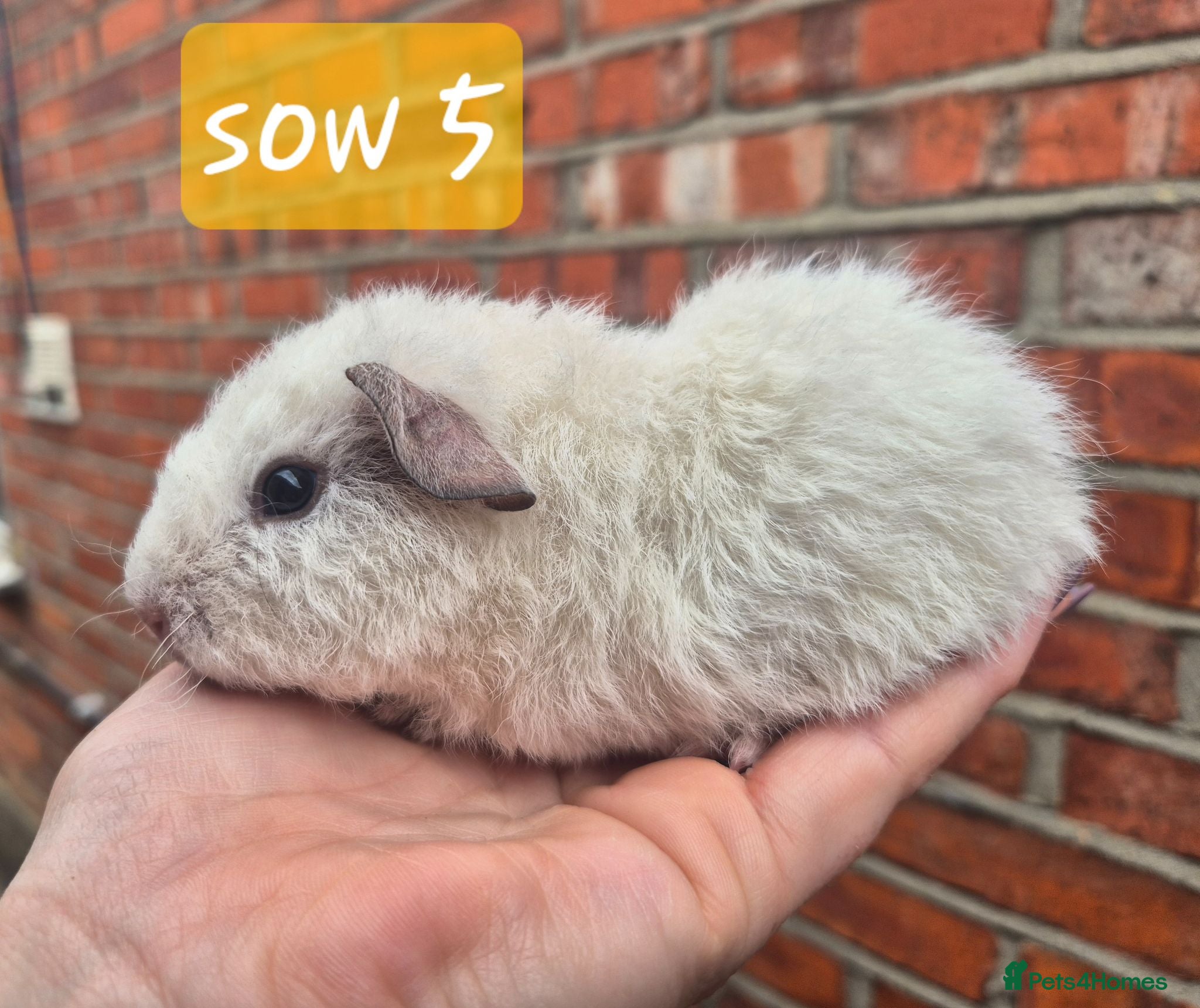 Guinea Pig rodents 2 sows and 2 boars ready now - Advert 2