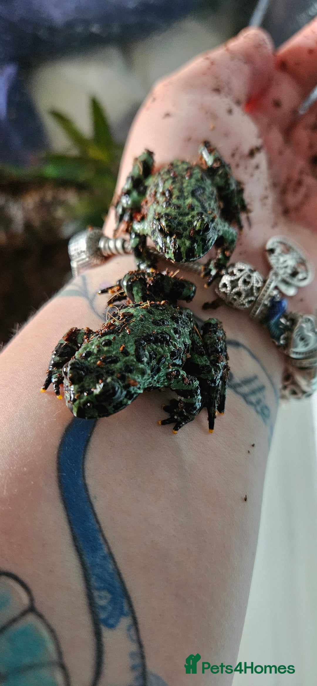 Frog reptiles for sale: 2 male oriental fire belly toads  - Image 2