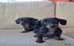 Miniature Dachshund dogs for sale: 2 gorgeous boys looking for their forever home - Image 7