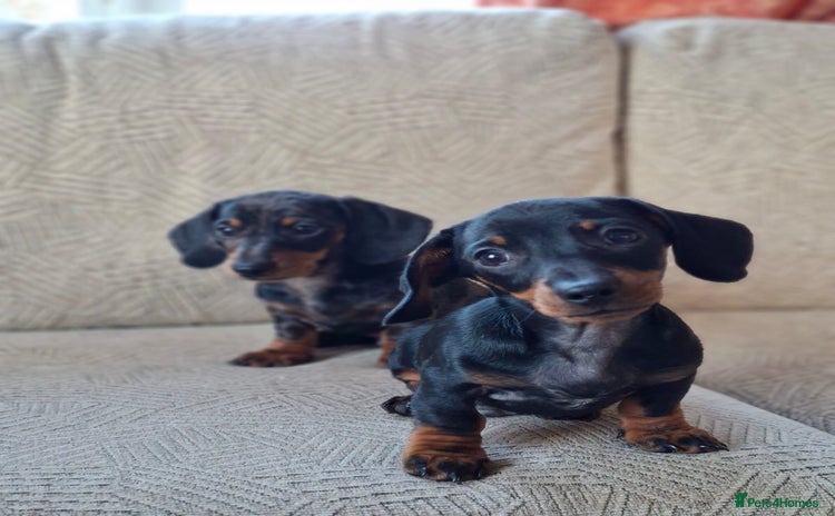 Miniature Dachshund dogs - Advert 11