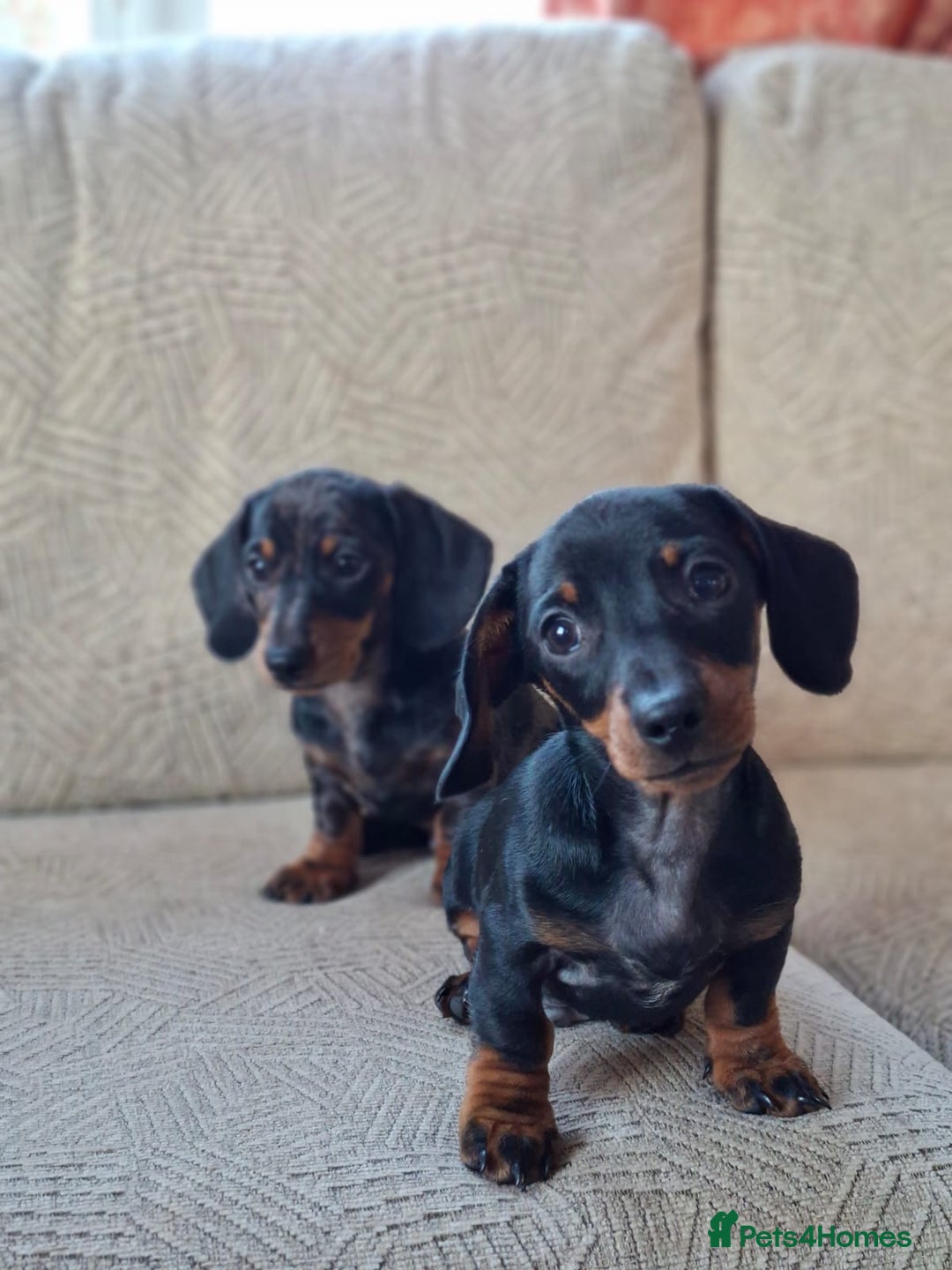 Miniature Dachshund dogs for sale: 2 gorgeous boys looking for their forever home - Image 7