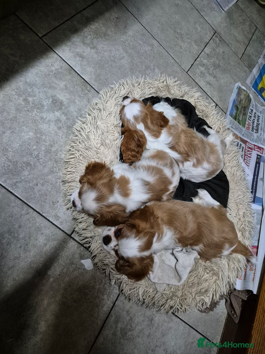 Cavalier King Charles Spaniel dogs for sale: Blenheim Cavalier King Charles spaniel puppies  - Advert 17