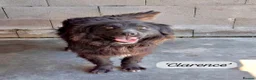 Mixed Breed dogs for adoption: Clarence, 6 yrs approx. Available for adoption. in Brixham - Advert 2