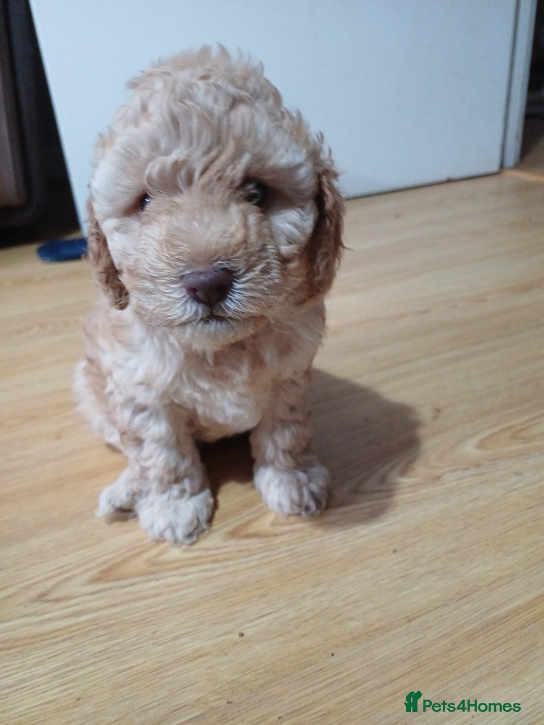 Cockapoo dogs for sale: 3 beautiful puppies for sale £1200 - Advert 10