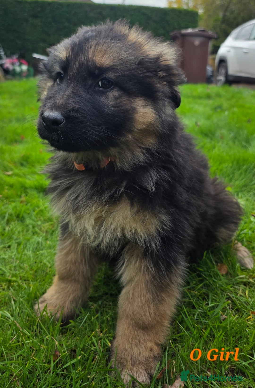 German Shepherd dogs for sale: Beautiful German shepherd puppies  - Image 6